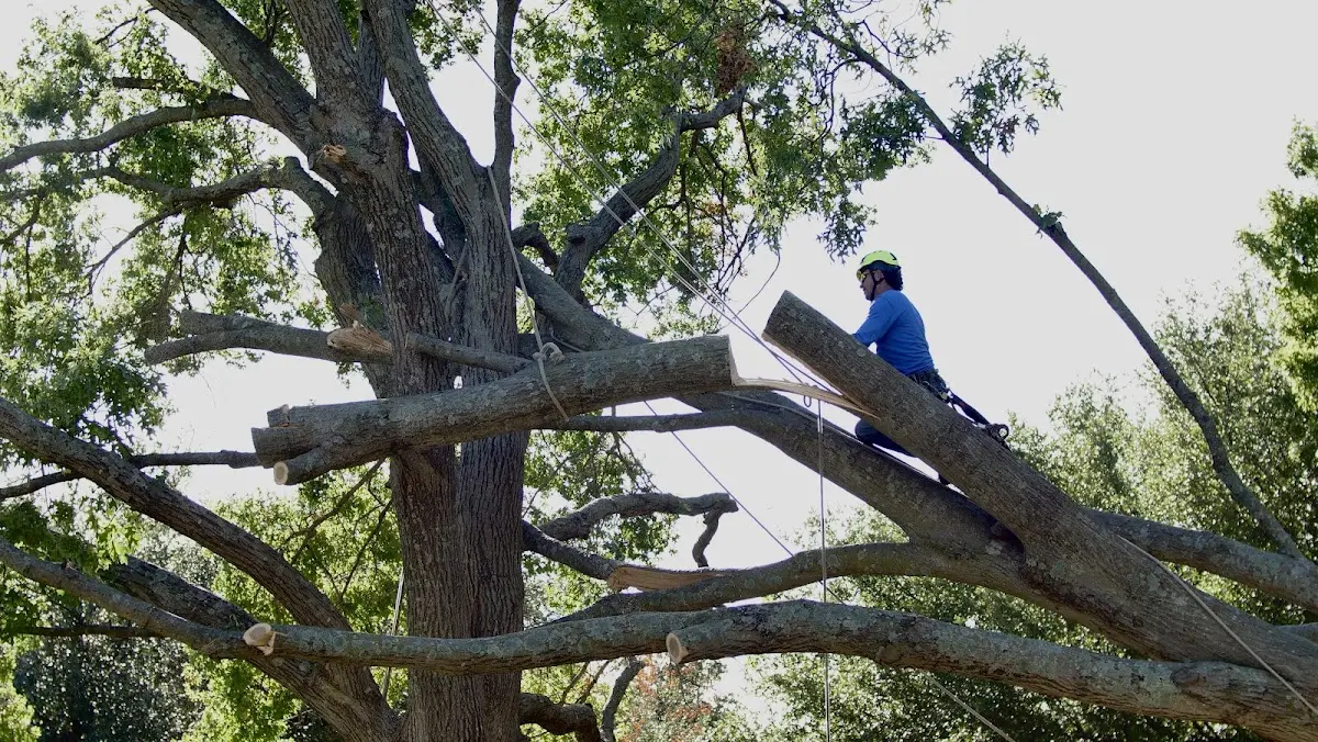 Professional Hazardous Tree Removal performed by certified arborists in Bethania